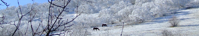 I Vagamonti - AVIS Chiaravalle